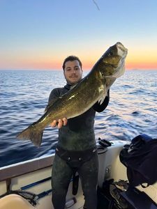 European Bass (Seabass)
