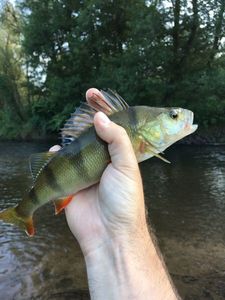European Perch caught by Alexandre MATHIEU
