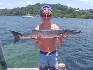 Great Barracuda