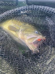 Smallmouth Bass