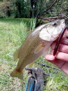 Largemouth Bass