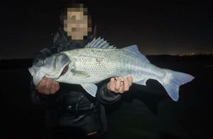 European Bass (Seabass)