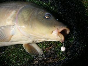 Leather Carp