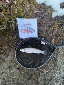 Rainbow Trout
