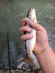 Brown Trout