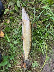 Northern Pike