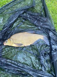 Common Bream