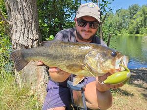 Largemouth Bass