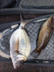 White Seabream