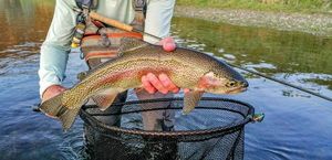 Redband Trout