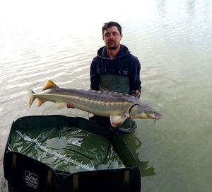 Sturgeon