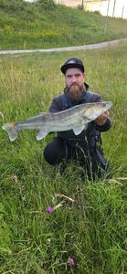 Zander