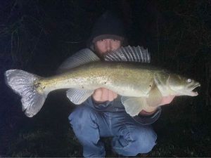 Zander