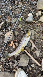Brown Trout