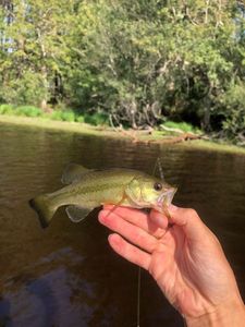 Largemouth Bass