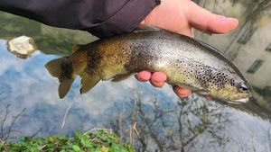Brown Trout
