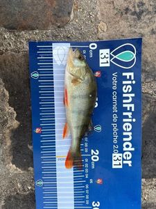 European Perch