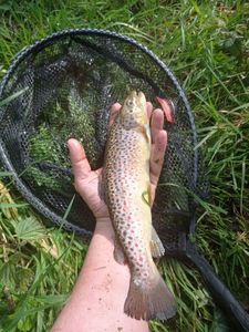 Brown Trout