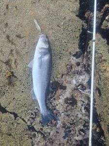 European Bass (Seabass)