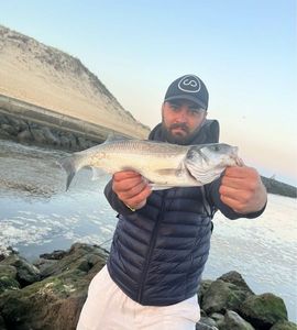 European Bass (Seabass)
