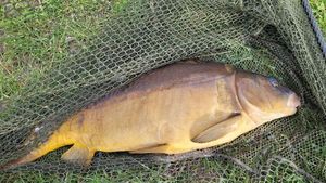 Mirror Carp