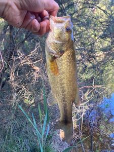 Smallmouth Bass