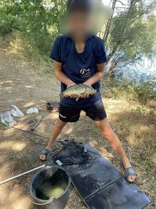 Mirror Carp