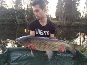 Grass Carp