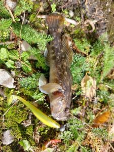Monkey Goby