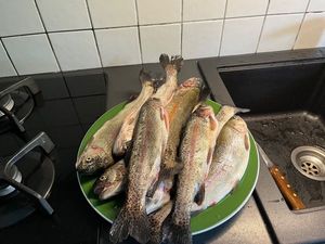 Rainbow Trout