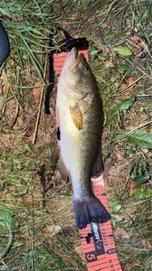 Largemouth Bass