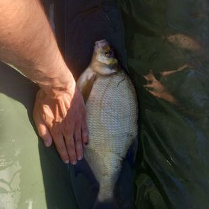 Common Bream