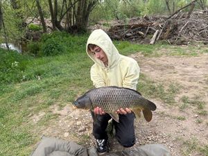 Common Carp