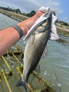European Bass (Seabass)