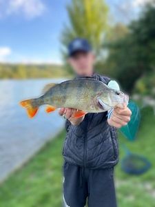 European Perch