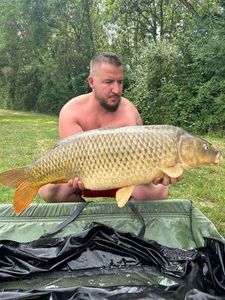 Common Carp