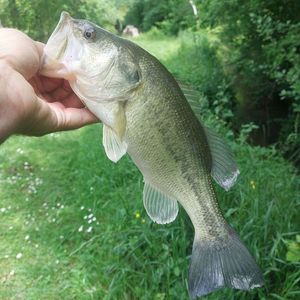 Largemouth Bass