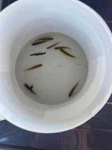 Common Minnow
