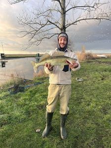 Zander