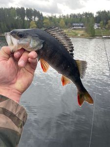 European Perch