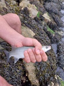 Thicklip Grey Mullet