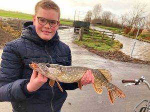Northern Pike