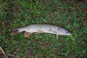 Northern Pike