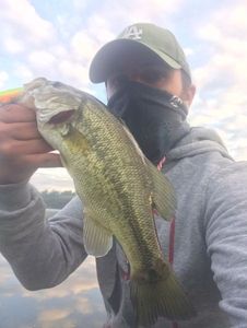 Largemouth Bass