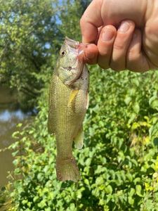 Largemouth Bass