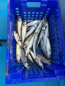 Mackerel
