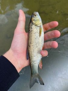 Chub