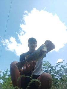 Largemouth Bass