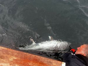 Bluefin Tuna