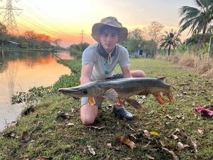 Alligator Gar